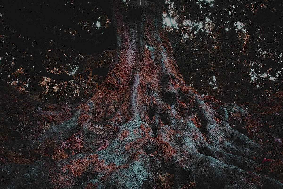 Eden’s Apple – “Primordial Roots”