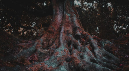 Eden’s Apple – “Primordial Roots”